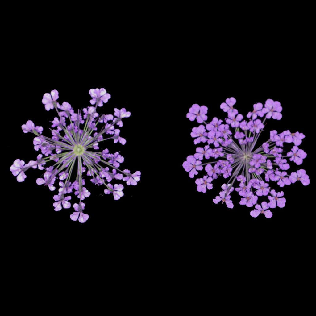 15 Piece Real Dried Pressed Flowers For DIY Scrapbooking Kunst und Skulpturen