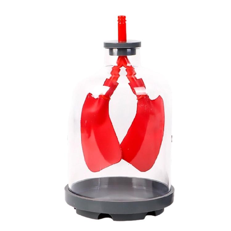 Biology Teaching Aid Demonstrating Diaphragm Action And Gas Exchange In Respiratory Large Size For Clear Instruction