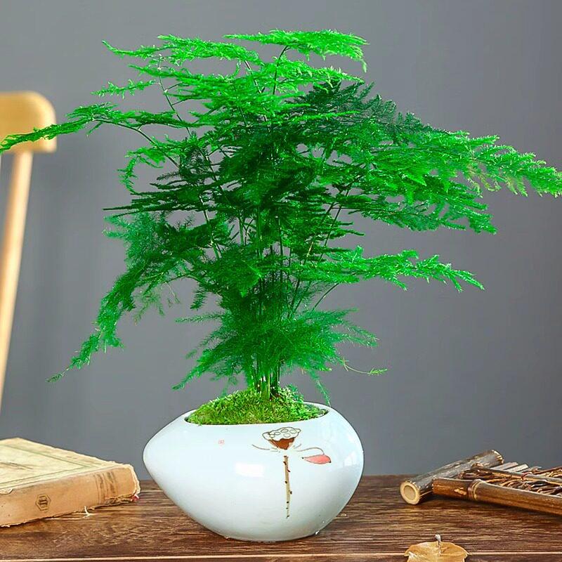 Asparagus Fern Indoor Plant: Air-Purifying, Evergreen, Hydroponic Bonsai for Office or Home
