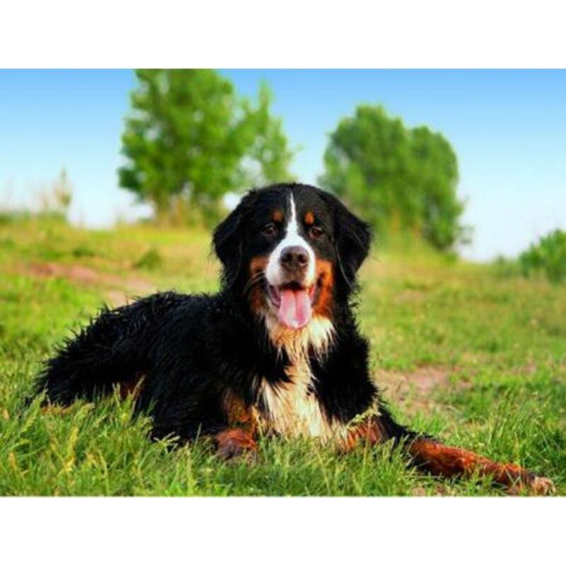 DIY 5D Diamond Painting Animal Full Square/Round Diamond Embroidery Picture Rhinestones Mosaic Dog Cross Stitch Home Decor Gift