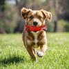 LIFLIX Große Hundespielzeuge Hundekauspielzeuge Langlebig Unzerbrechlich Nylon Naturkautschuk Zahnpflege Stressabbau Hart Knochenform