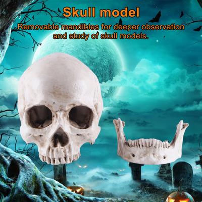 Model lebky Realistický Odnímateľný Vzdelávací Študijný Halloween Model ľudskej lebky Čeľusťové kosti Rekvizity Učebné pomôcky