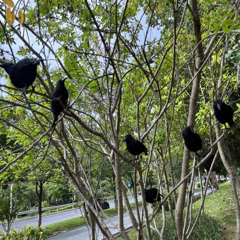 Corvo nero realistico di Halloween, stile retrò, piume artificiali - oggetti di scena decorativi, decorazione per interni, non necessita di elettricità