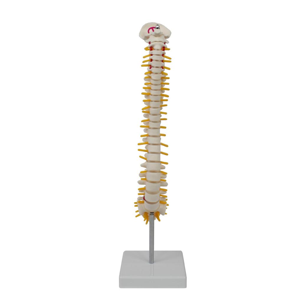 Medium Spine and Pelvis Skeleton Model for Orthopedic and Vertebrae Teaching