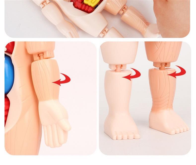 DIY Human Organ Model Kit: STEM Science Toys for Kindergarten Early Education