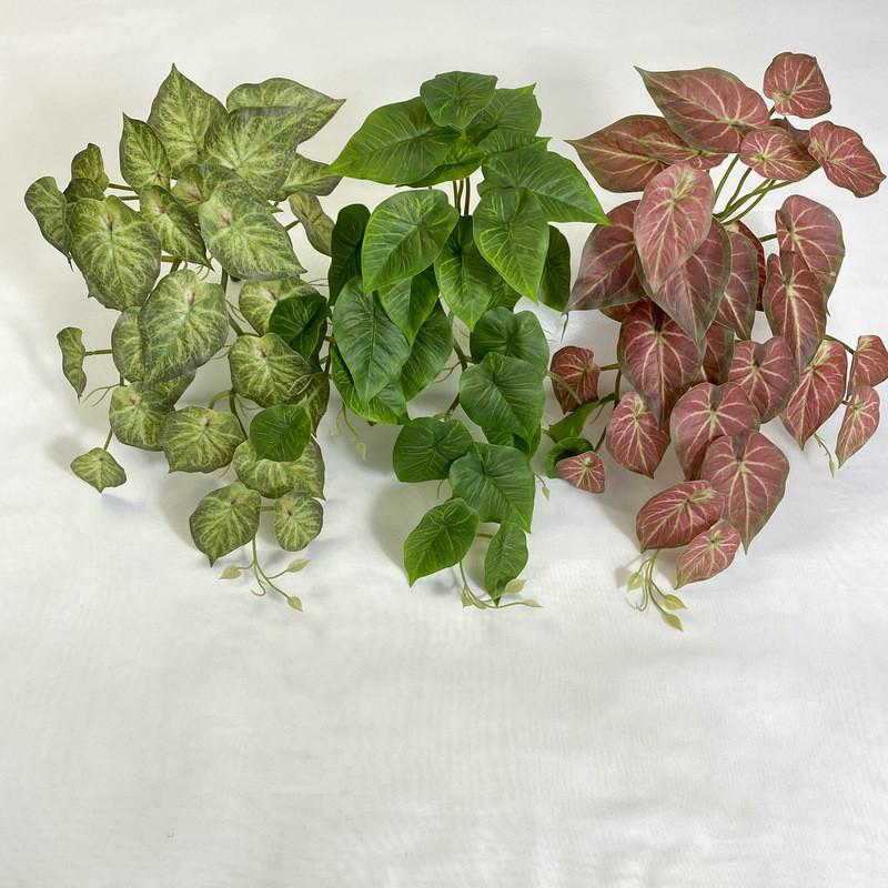 Epipremnum Aureum Wall Mounted Hanging Basket For Home Decoration Styling Event