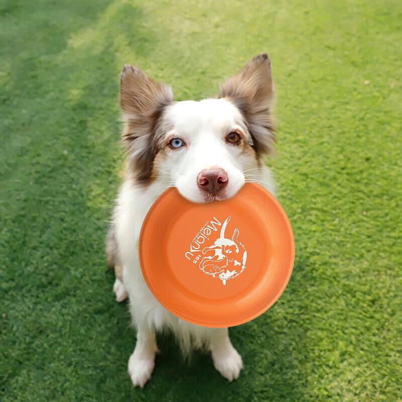 Pet Dog Training Frisbee