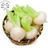 Food Sample Keychain Edible Turnip 331K [Coconut Accessories] -