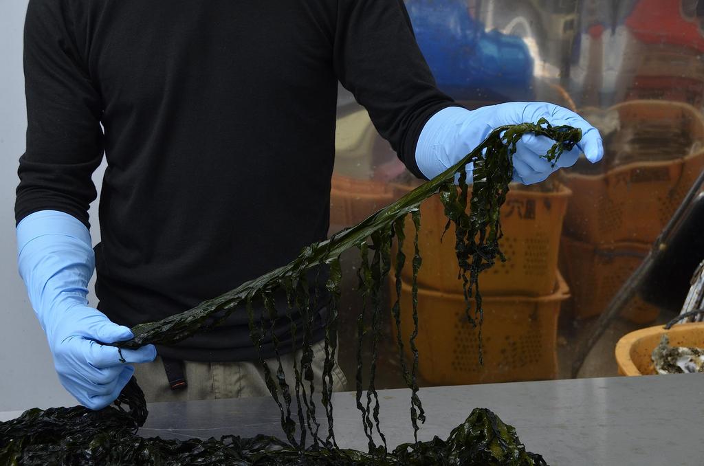 Showaglove 887 Nitrile Super Long 50 1 Box Powder-Free No. Gloves, Count, Blue, Medium,