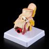 Professional Human Ear Model Anatomy PVC Plastic Anatomical Ear Model for Science Classroom Study Display