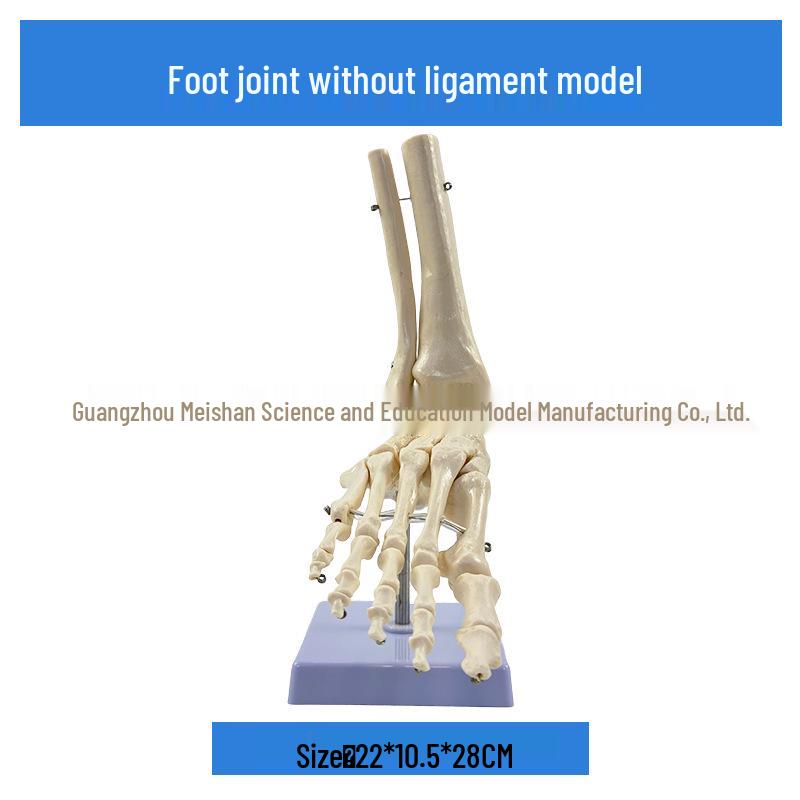 1:1 Human Skeletal Joint Models: Knee, Shoulder, Elbow, Hand, Foot, Hip