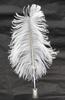 2 Set Pack Japanese Processed Ostrich Large Feather Brass Disc Pen Brass Da Cap Pen Stand White Feather + Q-S1P2WD-2