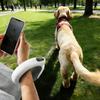 2-in-1 Retractable Dog Leash, Hands-Free & Handheld Mode, - Auto Retracting Dog With Reflective Strap (Non-Electric) / LED Light (Electric)