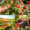 Professional Grape Pruning Scissors Stainless Steel Garden Shears with Lock for Fruit Picking Vegetable Patch Bonsai Care