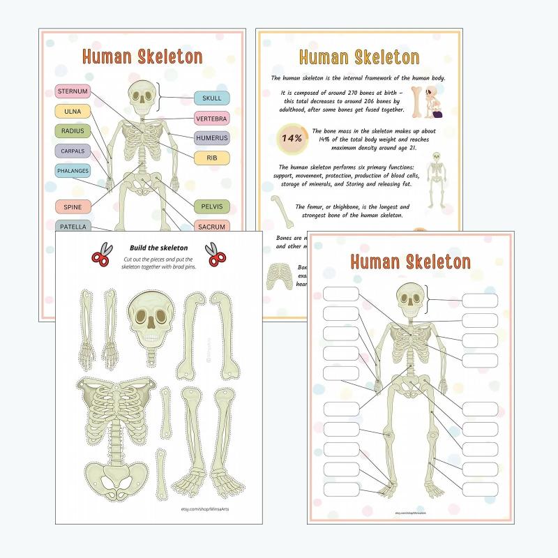 Creative Human Anatomy Busy Book Children'S Fun Learning Picture Album With Illustration Learning Planner