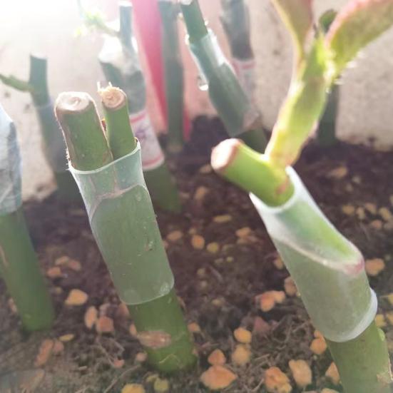 Silicone Grafting Tubes Tree Healing 3-7.5mm Promotes Fruit Sleeves Flexible Grafting Tree Trunk Protective Wrapping Sleeve