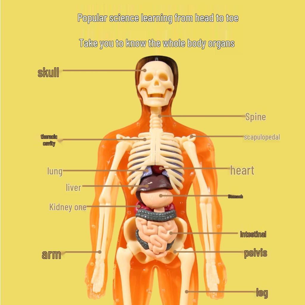 Human Skeleton & Organs Model for Medical Teaching and Science Education