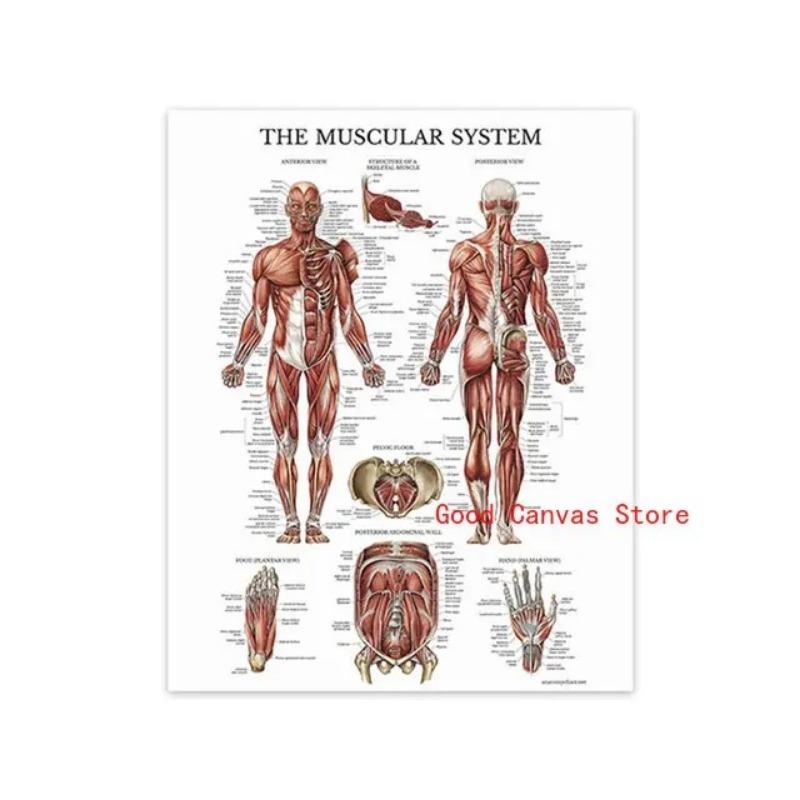 Muscular System Posters Anatomy Chart Human Body Canvas Painting Print Wall Art School Medical Educational Supplies