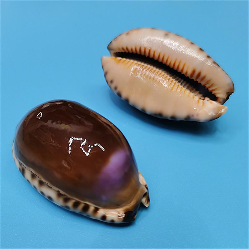 Vzácný přírodní exemplář mušle kauri pro akvárium nebo středomořskou domácí dekoraci