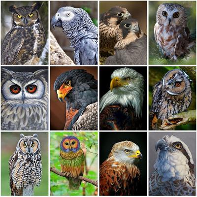 DIY Eagle 5D Diamond Painting Full Round Drill Animal Diamond Mosaic Rhinestone Cross Stitch Home Decoration Wall Art Gift