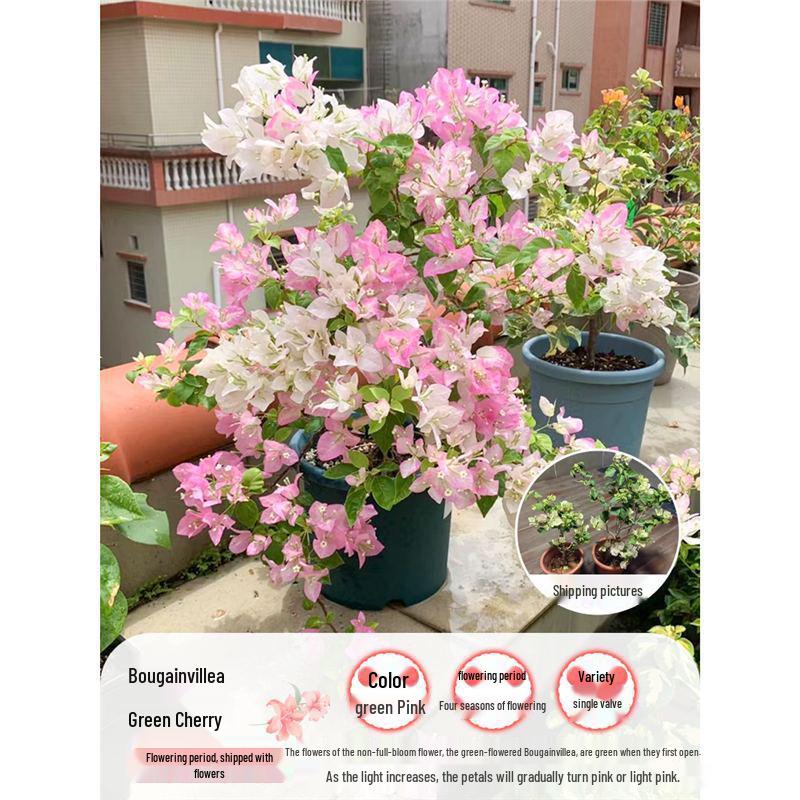 Large Bougainvillea Climbing Plant with Flowers - Indoor/Outdoor Greenery for Balcony and Courtyard
