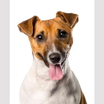 Buy cheap stickers jack russel — low prices, free shipping Sticker: Jack Russel | Redbubble