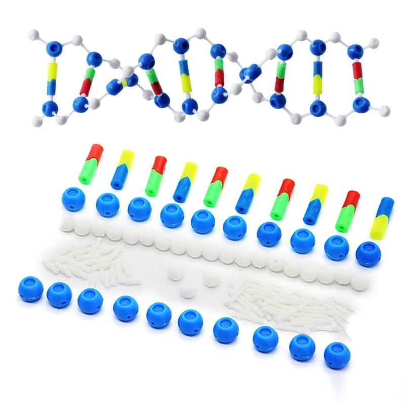 Hands On Assembly DNA Structure Model Double Helix DNA Models For Classroom Teaching Demonstration And Laboratory