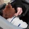 MARUTO Vorderradkorbabdeckung für Fahrräder Verwandelt sich in einen Haustierträger für sehr kleine Hunde unter Verhindert das Herausspringen von Hunden Beinhaltet Fahrrad (Gewicht