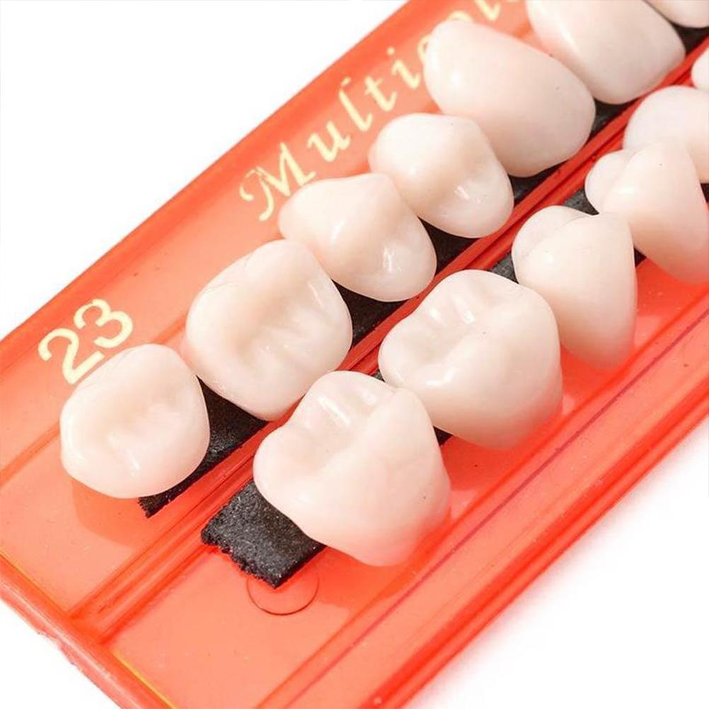 28PcsSet Resin Teeth Model Durable Dentures Universal Resi False Teeth