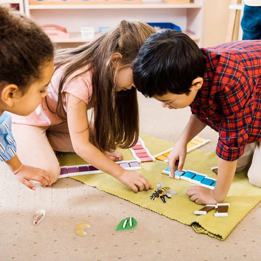 Insects Life Cycle Kit Stages of Insect with Wooden Tray Educational School Project for Kids