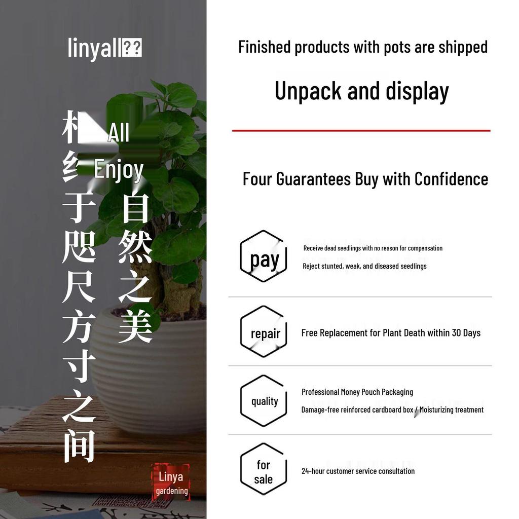 Fukurokutsugi Bonsai: Indoor Zen Green Potted Plant, Easy to Grow, Year-Round Resilience