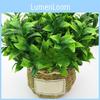 Reticulata Citrus Plastic Blanco Leaf For Garden Landscape Design Decor Indoor