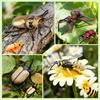 TOYMANY 12-Piece Animal Figure Set, Insect Toy Set, Realistic Insect Models, Plastic Beetle Toys, Popular Toys, Birthday Gifts, Christmas, New