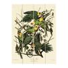 John James Audubon Wood Carolina Parrot Print