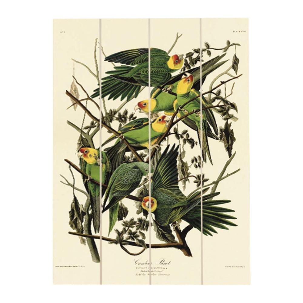 John James Audubon Wood Carolina Parrot Print