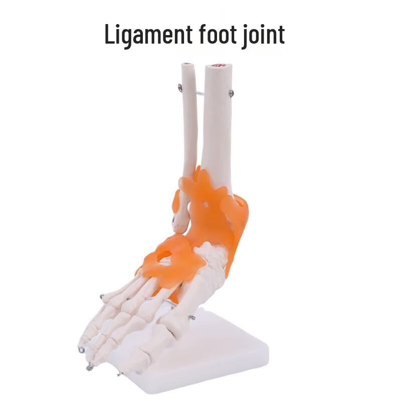 Human Joint Anatomical Models