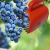 Berry Picker Cherry Picker With Ergonomic Handle And Comb Blueberry Rake Scoop for Harvesting Collect Leaves Lawn Tree Planting