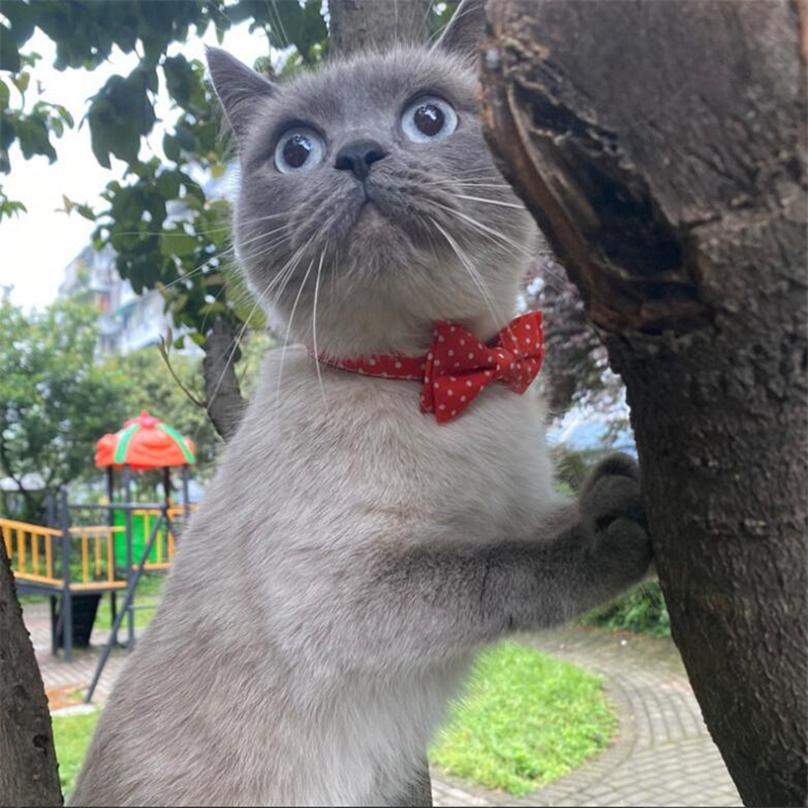 Bow Tie Pet's Necktie Bowknot Design Cute Stylish 1Pc Cat With Bell Safety Pet Supplies