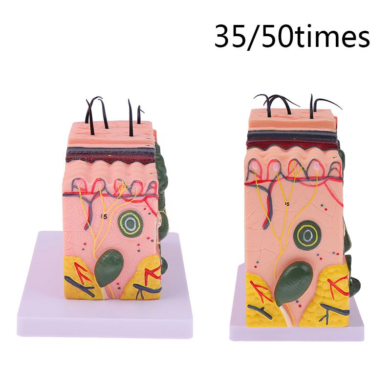 Model de piele de 35/50 de ori Structura părului de piele anatomică umană Măriți anatomia modelului