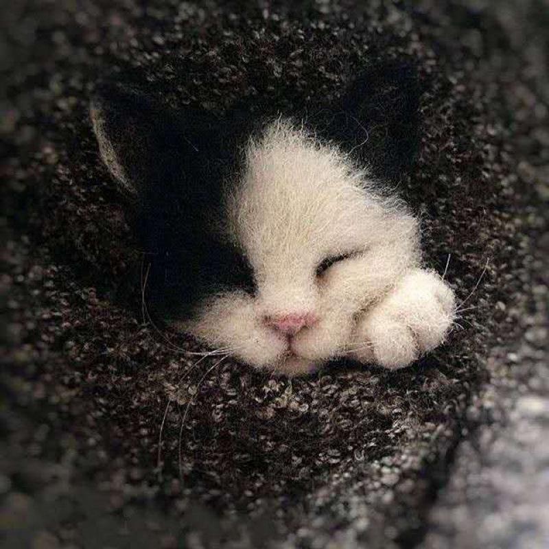 Набор материалов для валяния из шерсти – Броши «Кошка», «Лиса», «Доберман», «Енот»