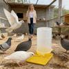 Quail Waterer Large Capacity Clear No Waste Quail Feeder Poultry Water Cup Feeding Container for Ducks Hens Chicks Turkey Bunny