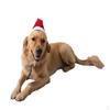 Cat and Dog Christmas Santa Hat 2