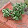 Pine Needle Juniper Artificial Bonsai with Dried and Plastic Pine Leaves