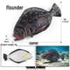 Simulationsmodelle von Meerestieren: Qualle, Oktopus, Meeresgarnele, Seeanemone, Tintenfisch, Pfeilschwanzkrebs, Flusskrebs, Pfeilkraut