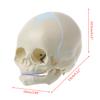 1: 1 Human Fetal Baby Infant Medical Skull Anatomical Skeleton Model Teaching Su