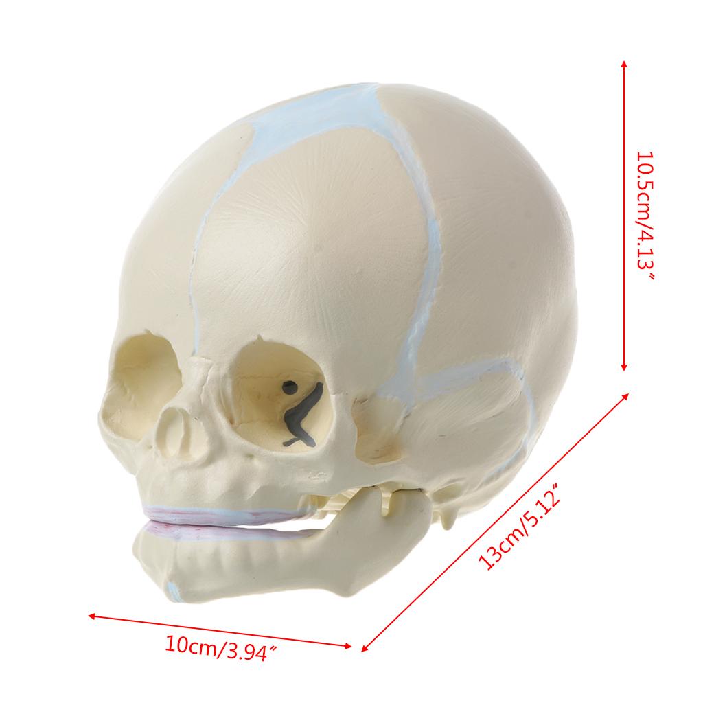 1: 1 Human Fetal Baby Infant Medical Skull Anatomical Skeleton Model Teaching Su