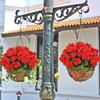 5-Head Design Artificial Geranium Flowers UV Resistant DIY Decoration Silk Geraniums Flower Simulated Flower