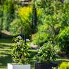 KADAX Metal Garden Pergola Pyramid For Climbing Plants Roses Column For Garden