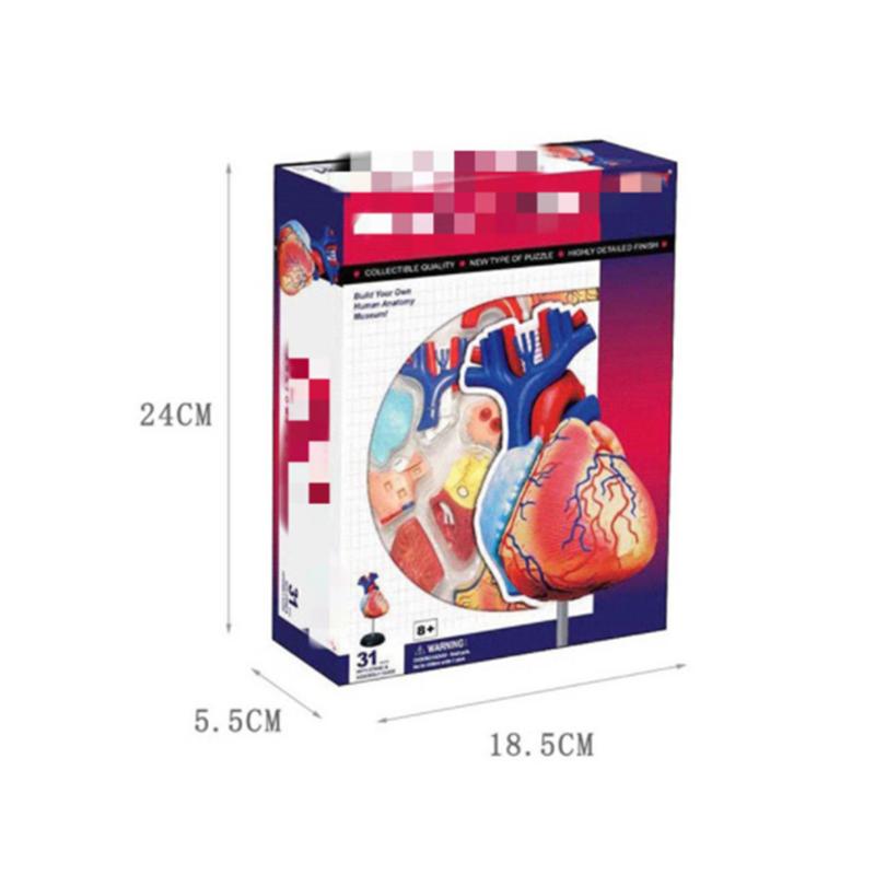 4D Master Puzzel Menselijk Lichaam Orgaan Anatomisch Model Bouwspeelgoed Medisch Lesmodel Biologische Educatieve Speelgoed
