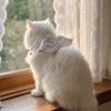 Lightweight Pet Collar Adjustable Pet Dressing Sweet Plush Wings Cat Collar  Halloween Christmas